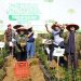 Sayur Sehat Muhammadiyah Dipanen dan Dirilis Dadang Kahmad