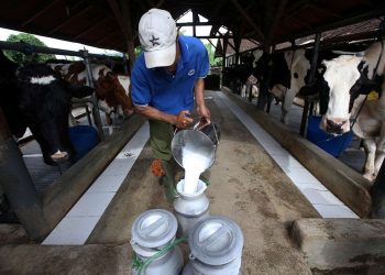 Program Susu Gratis Prabowo-Gibran Jadi Harapan Peternak Lokal – Warga Berita