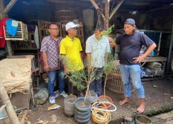 Satresnarkoba Polres Brebes  Bongkar Budidaya Tanaman Ganja di Atap Rumah