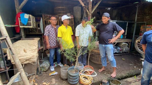 Satresnarkoba Polres Brebes Bongkar Budidaya Tanaman Ganja di Atap Rumah 1 Satresnarkoba Polres Brebes Bongkar Budidaya Tanaman Ganja di Atap Rumah