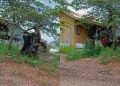 Viral Orang Utan Berukuran 'Raksasa' di Kalimantan 10 Viral Orang Utan Berukuran ‘Raksasa’ di Kalimantan