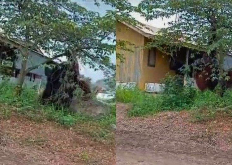 Viral Orang Utan Berukuran ‘Raksasa’ di Kalimantan