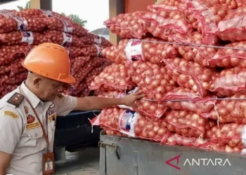 Balai Karantina Kalsel Sita 7,2 Ton Bawang Bombay Ilegal