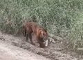 Video Viral Harimau Sumatera di Pelalawan, BBKSDA Bilang Begini
