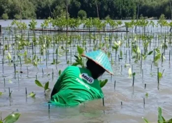 Nestlé Milo dan Gerakan Pilih Hijau: Penanaman 15.000 Mangrove di Semarang