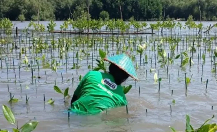 Nestlé Milo dan Gerakan Pilih Hijau: Penanaman 15.000 Mangrove di Semarang 1 Nestlé Milo dan Gerakan Pilih Hijau: Penanaman 15.000 Mangrove di Semarang