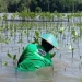 Nestlé Milo dan Gerakan Pilih Hijau: Penanaman 15.000 Mangrove di Semarang