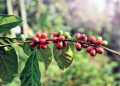 tanaman kopi organik