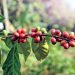 tanaman kopi organik