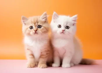 Pemilik Indekos di Semarang Ditangkap Setelah Makan Daging Kucing