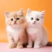 Pemilik Indekos di Semarang Ditangkap Setelah Makan Daging Kucing
