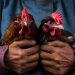 Judi Sabung Ayam Pegarbarang