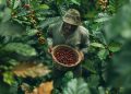 kopi robusta indonesia