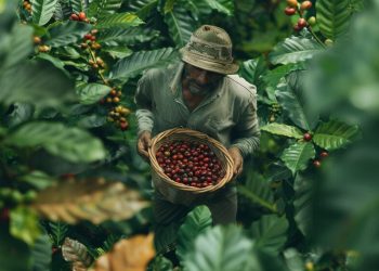 kopi robusta indonesia