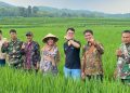 Unsoed Perkenalkan Padi Protani, Varietas Unggul Tahan Kekeringan untuk Ketahanan Pangan