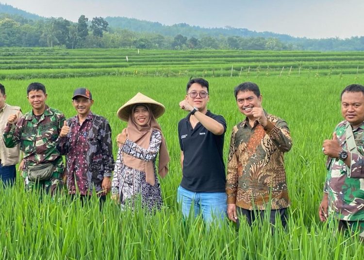 Unsoed Perkenalkan Padi Protani, Varietas Unggul Tahan Kekeringan untuk Ketahanan Pangan