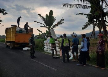 Petani Banyumas Raya Puas dengan Harga Gabah Rp6.500 per Kilogram, Bulog Telah Serap 26.062 Ton