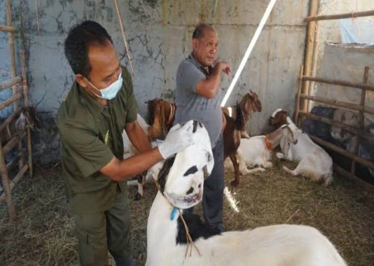 Pemkot Pekalongan Intensifkan Pemeriksaan Hewan Kurban Jelang Idul Adha 1446 H