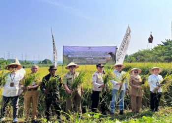 Panen Raya Padi di Lahan Pengganti PLTU Batang, Sinergi CSR dan Pemerintah Dukung Ketahanan Pangan 5 Panen Raya Padi di Lahan Pengganti PLTU Batang, Sinergi CSR dan Pemerintah Dukung Ketahanan Pangan