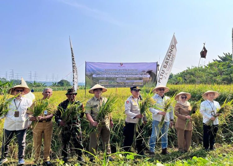 Panen Raya Padi di Lahan Pengganti PLTU Batang, Sinergi CSR dan Pemerintah Dukung Ketahanan Pangan