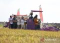Pemkot Pekalongan Revitalisasi Lahan Bekas Rob Jadi Sawah Produktif