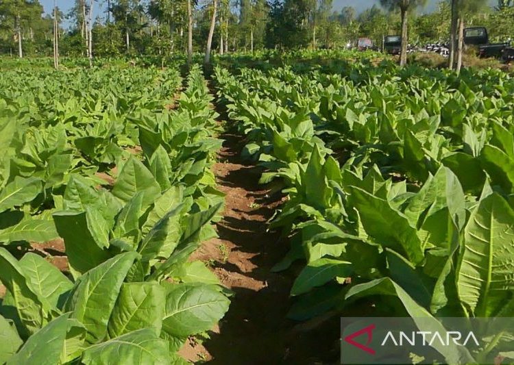 PT Gudang Garam Hentikan Sementara Pembelian Tembakau Temanggung